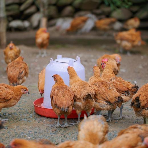 大川未打鸣的小公鸡仔1只/2只（单只净重1~1.1斤左右 、宰杀洗净，不剁块）当日发货 商品图3