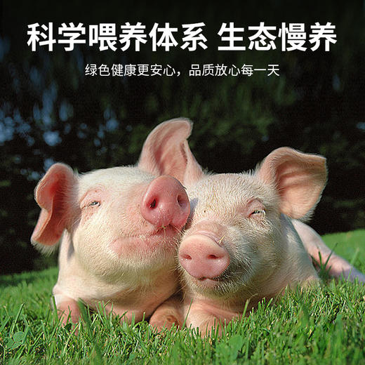 【锁鲜装】小排块400g/盒 商品图5
