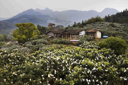 助农项目·一级果⼀都枇杷5斤仅售89元 商品图6