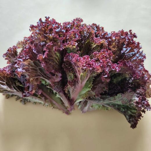 紫生菜 商品图0