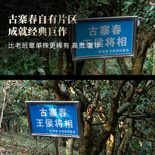 【王侯将相—吴王：孙权】王者中的王者，比老班章单株更稀有更奢华！挑战市面上的不可能 357g/饼 6饼/箱 商品图6