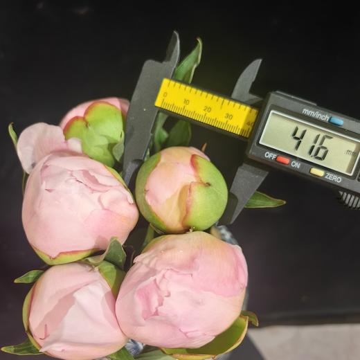 进口品种芍药花佩尔5支 商品图13