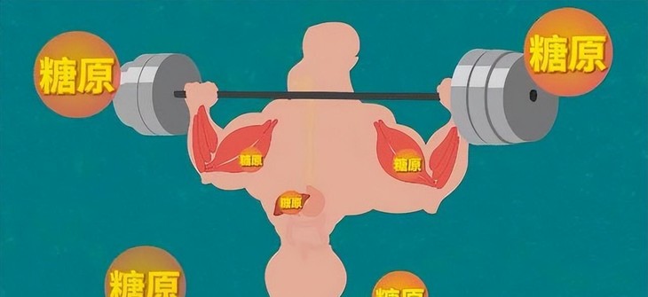 糖原小号.jpeg
