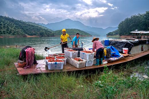 5.19【高州】荔枝、信宜三华李特色风光人文5天拍摄之旅 商品图3
