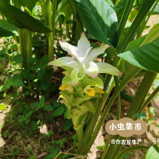 生态姜黄粉/姜黄片 | 合作农友生产，产自福建福州，生产者：佳美农场 &【公平贸易农人定价】 商品图13