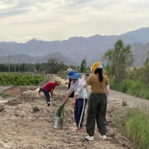 义工两周｜田园梦可能只是无病呻吟 商品图0