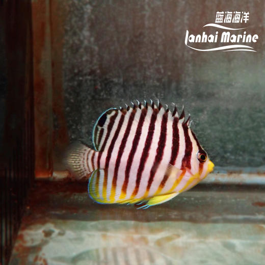 圣诞岛十一间仙 商品图3