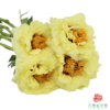 牡丹-皇冠  5枝/扎 商品缩略图2