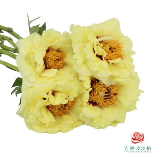 牡丹-皇冠  5枝/扎 商品图2