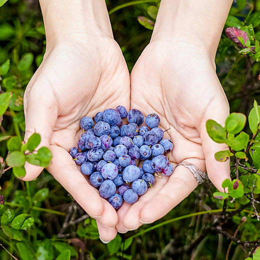 【野生蓝莓原浆】经常用眼就喝蓝莓原浆 无人为干预自然生长 小兴安岭的肥沃土地【AA】 商品图4
