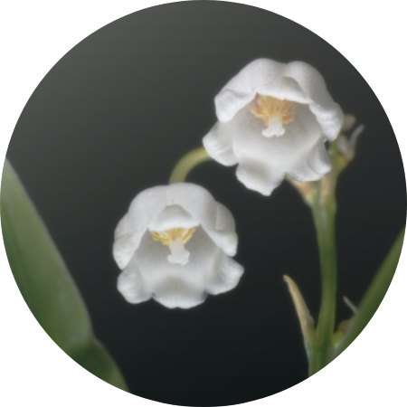 《心灵密友优选主题冥想》