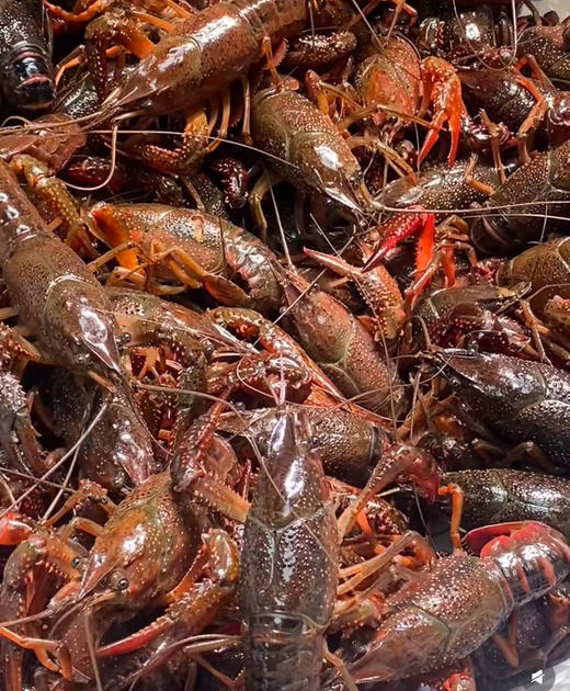 湖北清水小龙虾是在清水中养殖的，所以干净，你无需担心泥沙、细菌等杂质，每一口都是纯净的美味。而且壳薄肉满，肉质Q弹鲜甜！轻轻一剥，鲜嫩的虾肉就显露出来！4-6钱/只，3斤/箱 商品图1