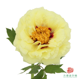 牡丹-皇冠  5枝/扎