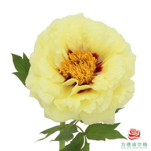 牡丹-皇冠  5枝/扎 商品图0