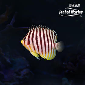 圣诞岛十一间仙