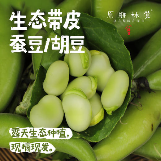 【排单发货】生态带皮蚕豆/胡豆（农场直发-顺丰包邮）｜3斤/5斤装，成都郫都区基地，【原乡农场，自产自销】 商品图0
