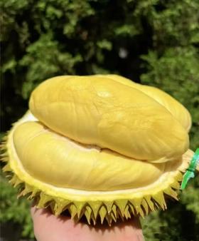  【关于榴莲】泰国榴莲 