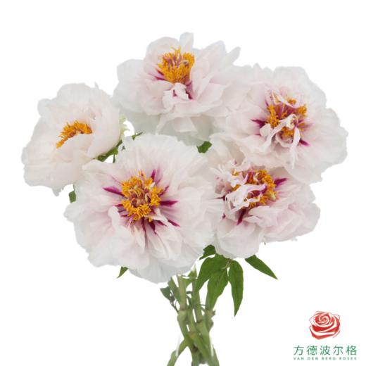 牡丹-月宫烛光  5枝/扎 商品图2