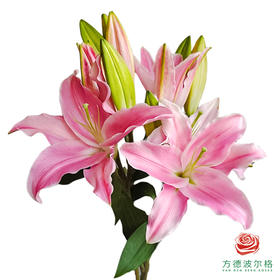 百合-雷克萨斯 5枝1扎