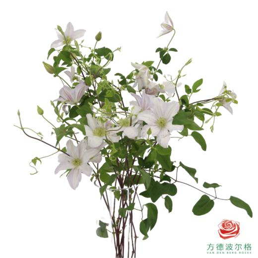 铁线莲 六处琉璃 商品图0