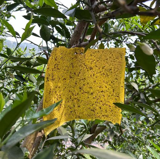 【秭归伦晚 补充每日VC】鲜橙 入口化渣，汁水足，甜度高，好吃不上火，全家都爱吃~ 商品图4