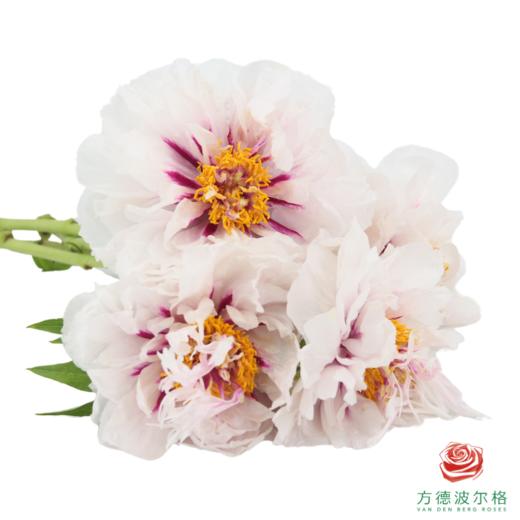 牡丹-月宫烛光  5枝/扎 商品图3