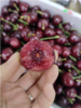 美早大樱桃3斤 商品缩略图3