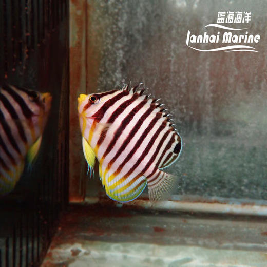 圣诞岛十一间仙 商品图4
