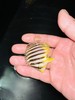 圣诞岛十一间仙 商品缩略图6