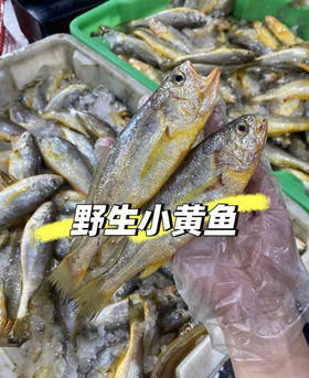 野生小黄鱼，黄花鱼的蛋白质含量较高，对于增强人体免疫力，促进生长发育等方面有很好的效果。同时，其脂肪含量相对较低，适合减肥减脂姐妹！2斤/箱