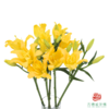 百合-阳光晨露 5枝1扎 商品缩略图0