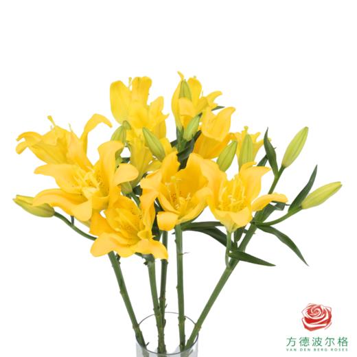 百合-阳光晨露 5枝1扎 商品图0