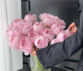 【昆明仓】山东芍药 | 佩尔