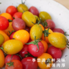 饱记金山五彩小番茄沙糯甜蜜风味 商品缩略图1