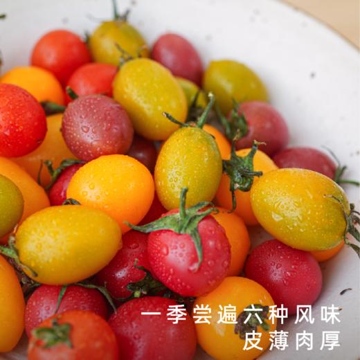 饱记金山五彩小番茄沙糯甜蜜风味 商品图1
