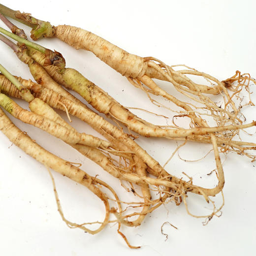 四维生态美吉蔬人参  鲜采人参 整株皆可食 更有种植版盆栽可选 商品图4