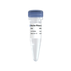 Murine RNase Inhibitor Pro