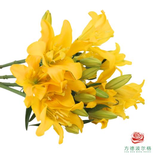 百合-阳光晨露 5枝1扎 商品图2