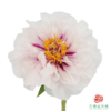 牡丹-月宫烛光  5枝/扎 商品缩略图0