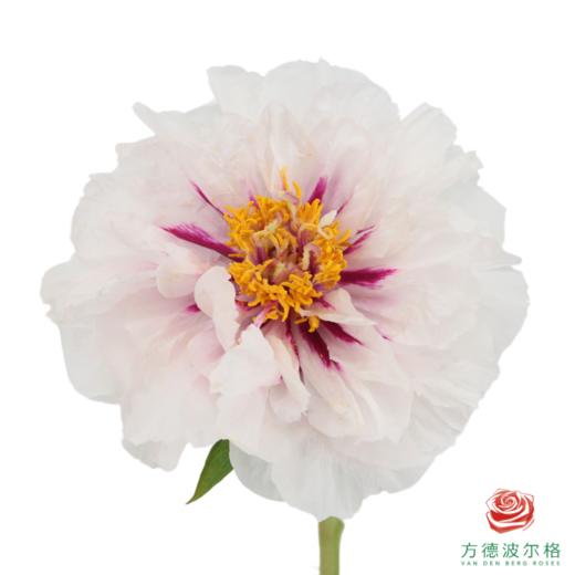 牡丹-月宫烛光  5枝/扎 商品图0