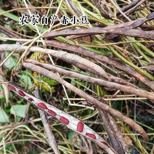 云南高原农家种植赤小豆3斤 一斤一袋真空包装 商品图0
