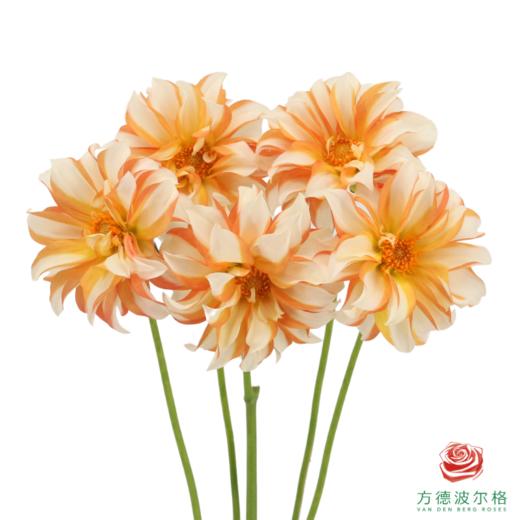 大丽花-杏月 商品图0