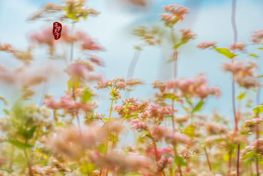 【陕西/山西】中国奇美的“雨岔+靖边双谷“•定边荞麦花开•壶口瀑布•平遥古城6天 商品图3