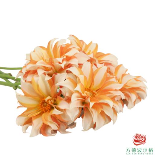 大丽花-杏月 商品图2