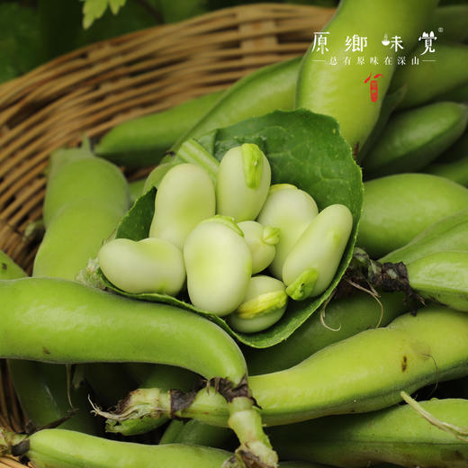 【排单发货】生态带皮蚕豆/胡豆（农场直发-顺丰包邮）｜3斤/5斤装，成都郫都区基地，【原乡农场，自产自销】 商品图3