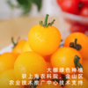 饱记金山五彩小番茄沙糯甜蜜风味 商品缩略图2