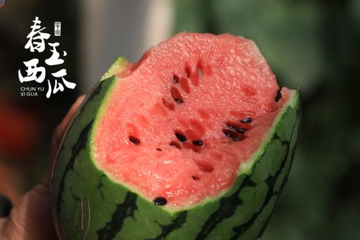 春玉西瓜 商品图2