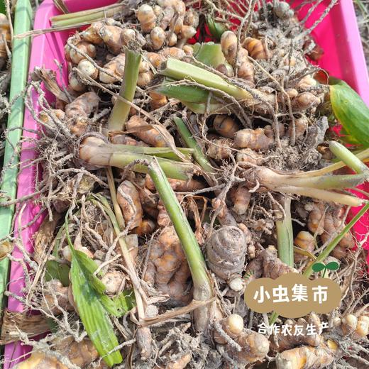 生态姜黄粉/姜黄片 | 合作农友生产，产自福建福州，生产者：佳美农场 &【公平贸易农人定价】 商品图6