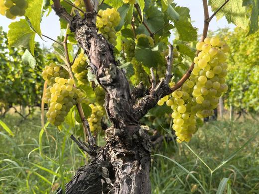 雪山秘境酒庄花落祥云冰酒2023 商品图2