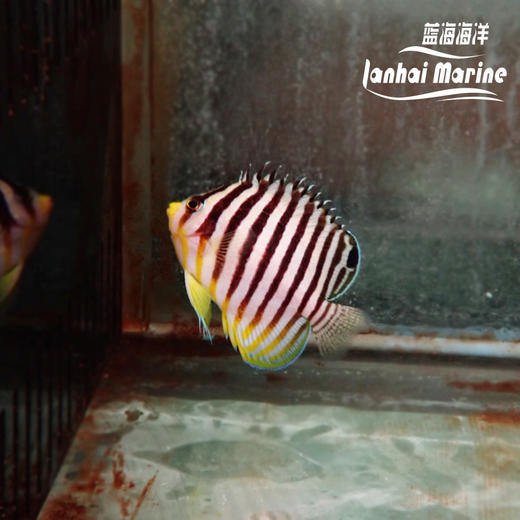 圣诞岛十一间仙 商品图2